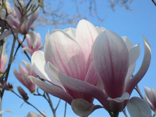 tulip tree blossom
