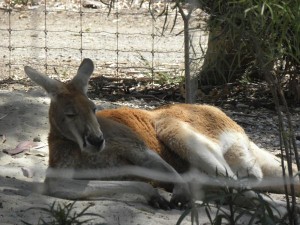 kangaroo resting