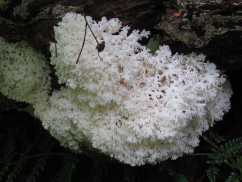 coral mushroom