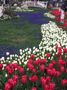 Spring tulips in Gülhane Park, Istanbul: Ann Marie's Istanbul